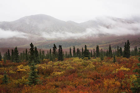 ah-Clouds Color Trees Denali_3417