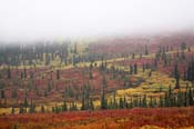 aq-Denali Colors_3431