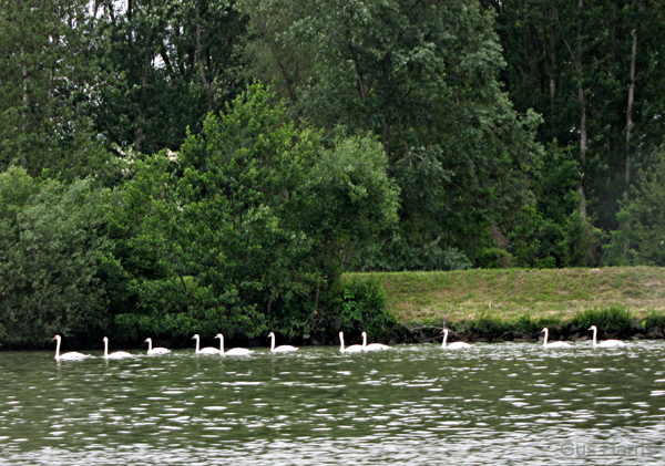 ak--Swans In a Row--_8301