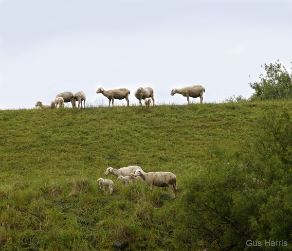 ao--Lambs In Field_3664