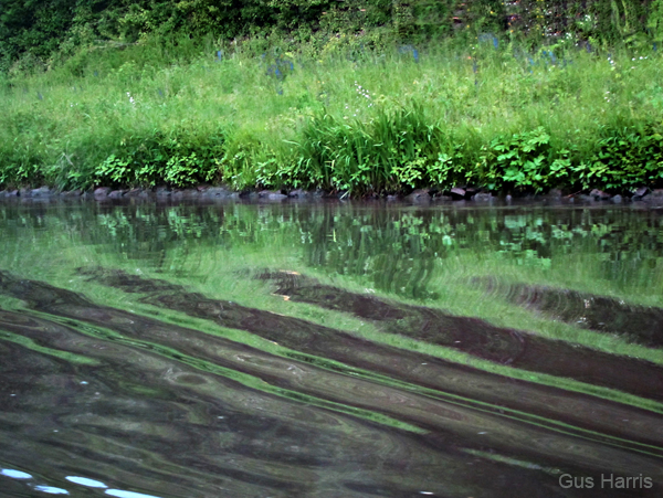 bj--Striped Green Reflections River_8520