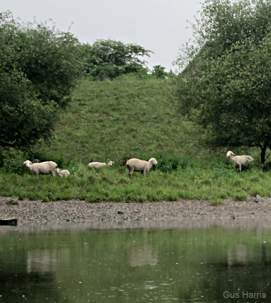 bo--Sheep Riverbank_8320S