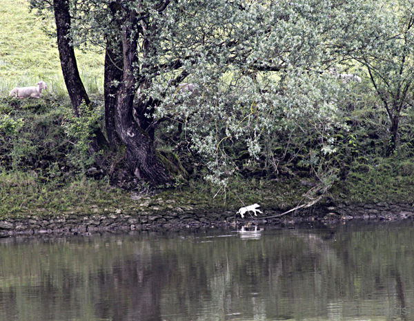 bq--Lamb Lying River Bank_3666