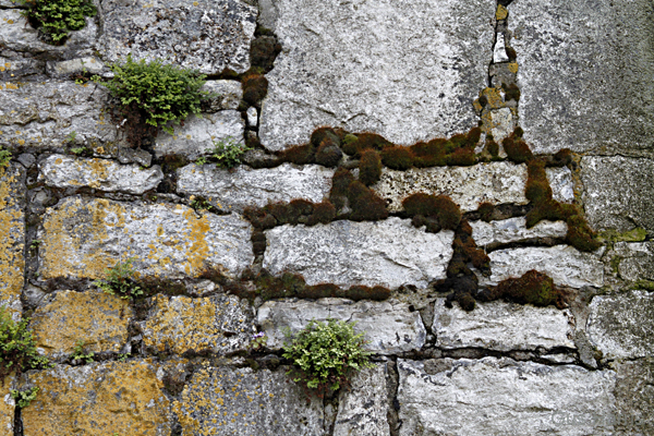 ca--Stone Wall Gold Brown Wurzburg--_3929