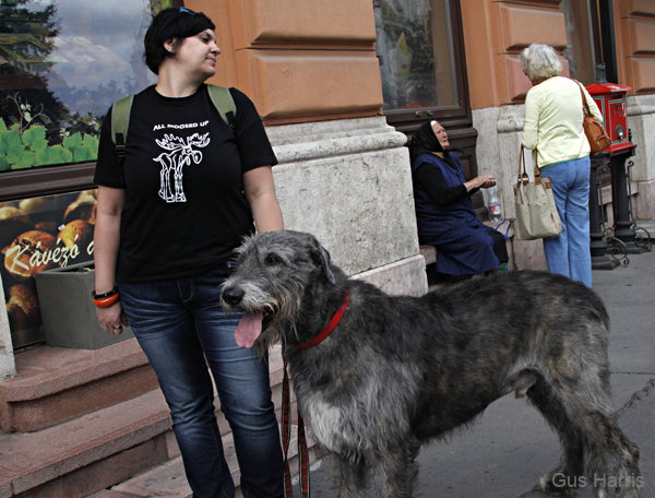 ex--Irish Wolfhound Budapest_3288