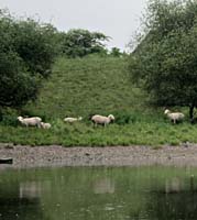 bo--Sheep Riverbank_8320S