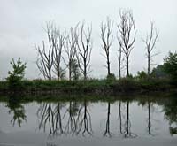 bp--Leafless Trees Reflections--_8328