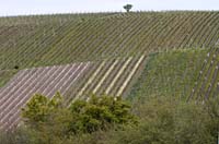 cy--Vineyard Layers Hassfurt--_3723