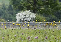 ed--Yellow Pink Flowers River Passau_3602