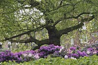 ee--Tree And Flowers Amsterdam_4010S