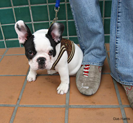 cj-French Bulldog_2878