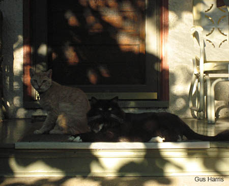 cp-Two Cats On Porch_6369