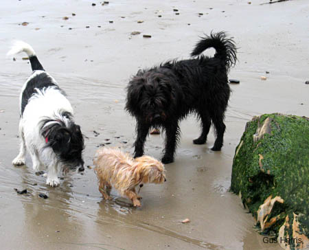 du-ThreeDogBeach_5866