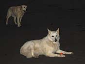 dk-Two Dogs In Dark_3189