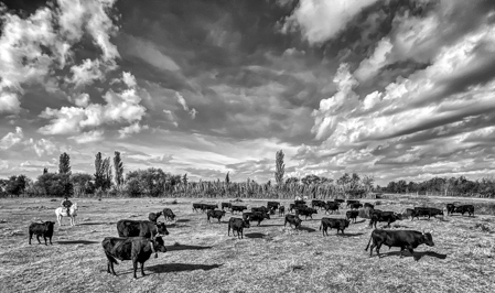 Cows, Camargue, France 2019