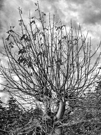 Tree, Etretat, France 2016