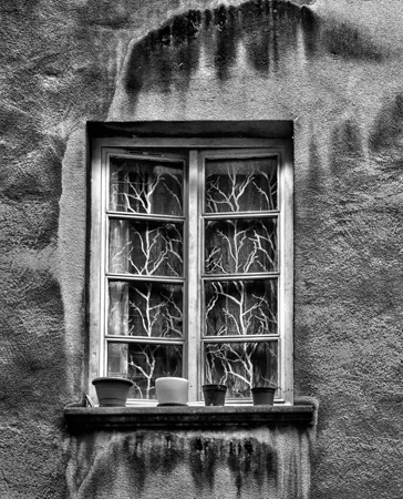 Windows, Plants, Lyon, France 2012