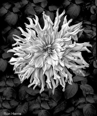 Dahlia, Evanston 2012