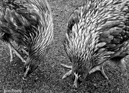 Chickens, Cumbria, England 2017