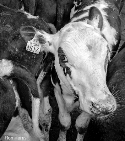 Cows, Ireland 2016