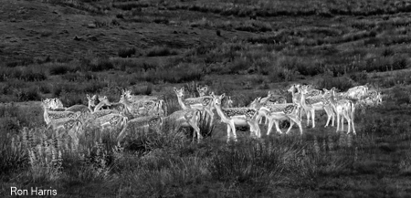 Deer, Scotland 2017