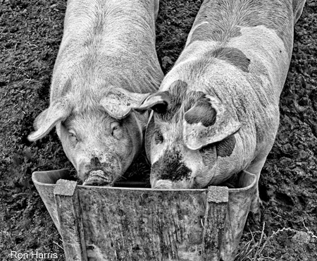 Two Pigs Norway 2008