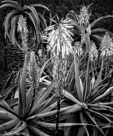 Plants, SB Zoo 2014