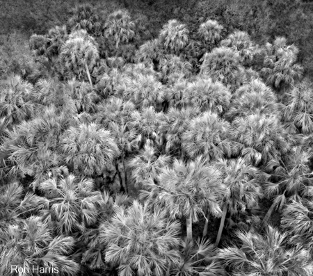 Tree Tops, Sarasota, 2017