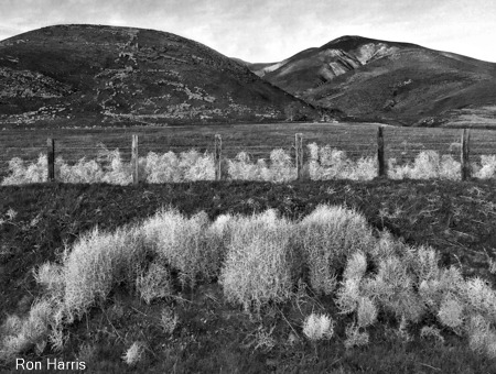 Tumble Weeds From Coast Starlight 2016