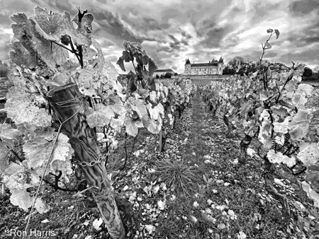 Vineyard, Chateau Ruilly, France 2019