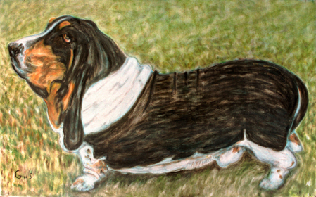 bj_Bassett Hound