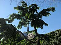 ce_Notre Dame Tree_2174