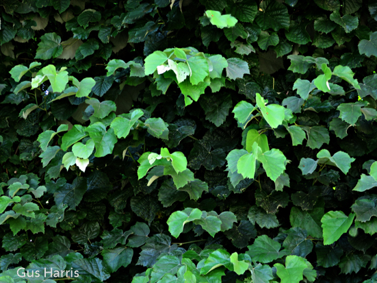 br---Bright and Dark Green Leaves--_4773