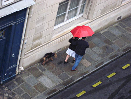 dl_DogCoupleUmbrella_9675