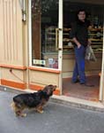 cx_Doglookinginshop_9983