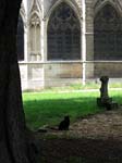 dx_BlackCatChurchyard_9807