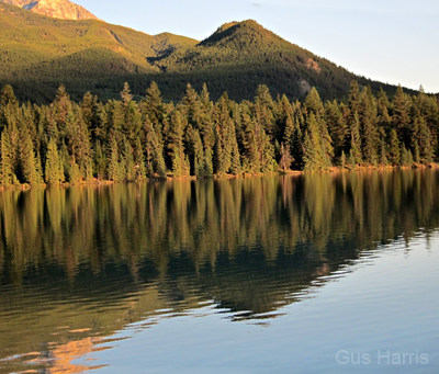 aj--Pine Tree Reflections_6985