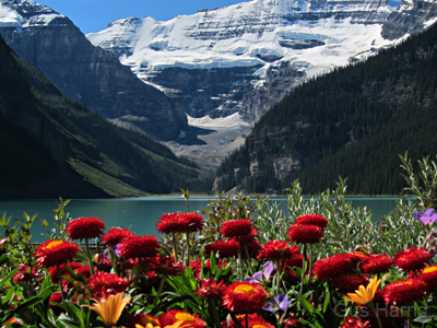 am--Lake Louise Flowers_7056