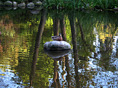 ar--Duck in Pond_6827