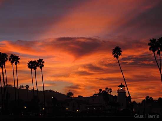 ae Fierce Golden Clouds Palms_3627