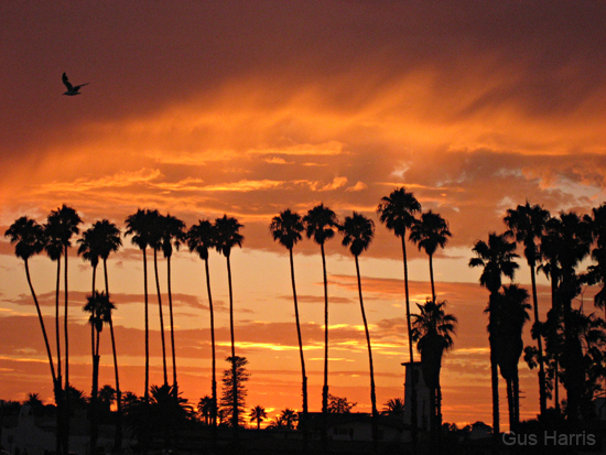 ag Brilliant Sunset Palm Trees Bird_6744