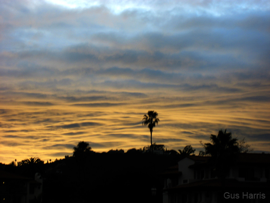 al Yellow Clouds Blue Clouds One Palm_3154