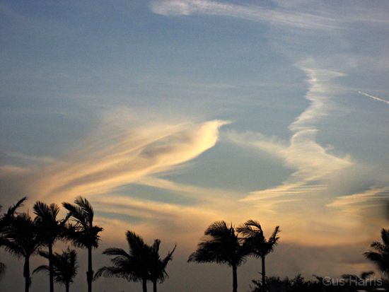 an Clouds Palm Trees_3641