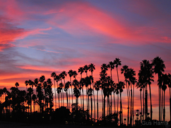 bc Palms Red Clouds_3537