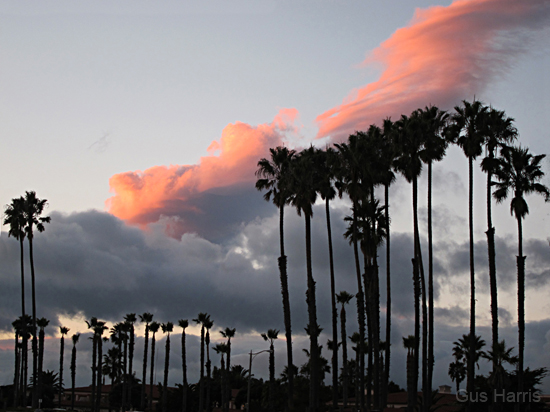 br Palms Red Clouds_3421