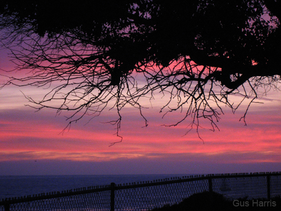 bs Sunset Through the Trees_7967