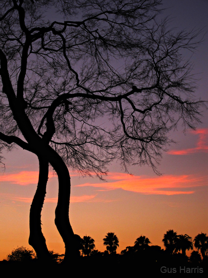 bt Sunset Through Tree Branches_3677