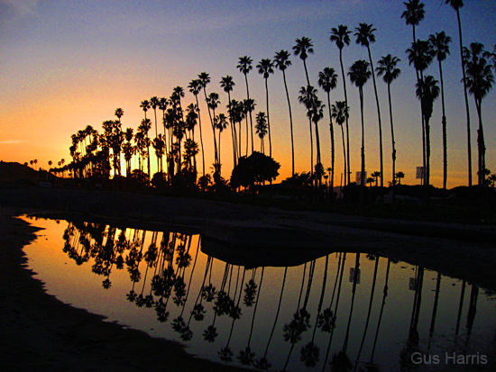 bu Palms Reflection Golden Sunset_0230