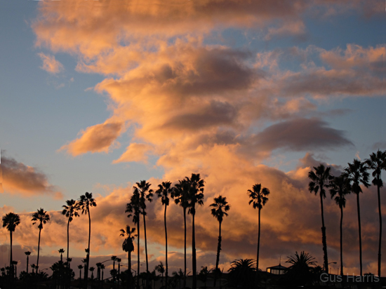 bw Golden Cloud Palms_3396