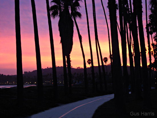 ck Palms Curving Sidewalk Pink Clouds_9131